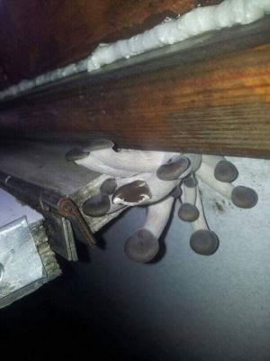 Прикрепленное изображение: грыбы.jpg